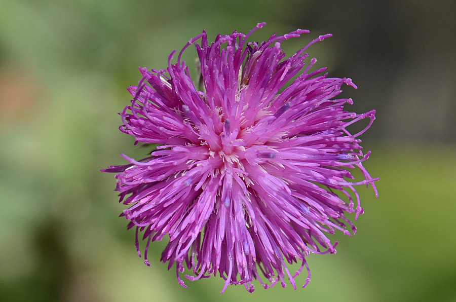 Carduus defloratus subsp. sumanus. (=crassifolius) / Cardo del Trentino